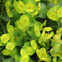Euphorbe - Euphorbe des bois pourpre - Euphorbia amygdaloides purpurea