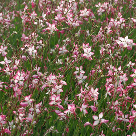 Gaura Rosyjane - Bakker