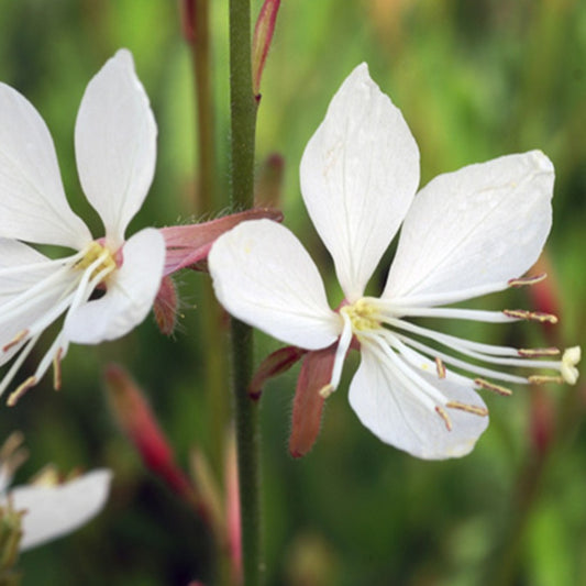 Bakker - Gaura Snowstorm - Gaura lindheimeri snowstorm - Arbustes et vivaces