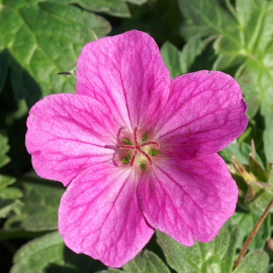 Bakker - Géranium vivace Russell Prichard - Geranium riversleaianum russel prichard - Plantes d'extérieur