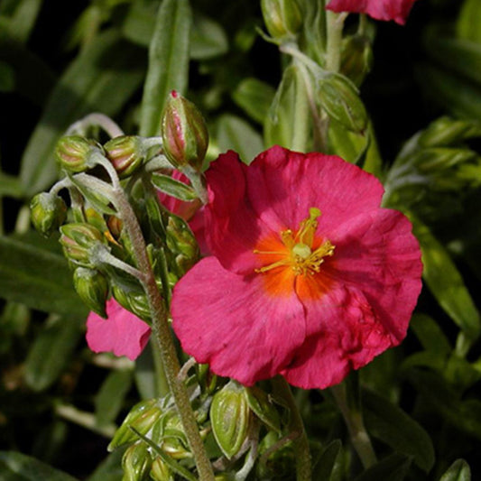 Bakker - Hélianthème Ben Hope - Helianthemum ben hope - Arbustes et vivaces