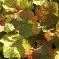 Heuchère Miracle ® - Heuchera miracle ® - Bakker