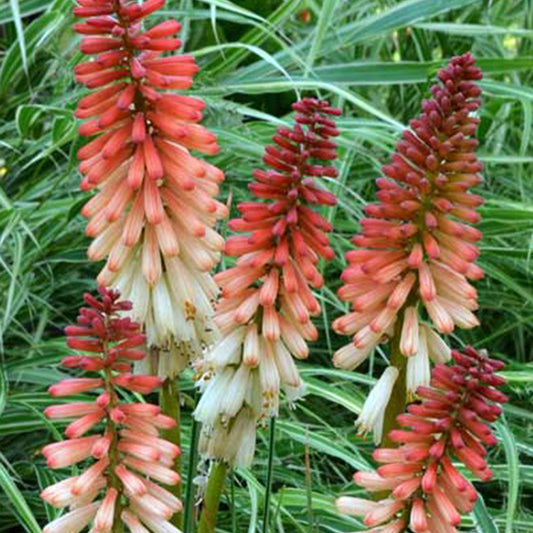 Bakker - Tritoma Orange Vanilla Popsicle ® - Kniphofia orange vanilla popsicle ® - Plantes d'extérieur