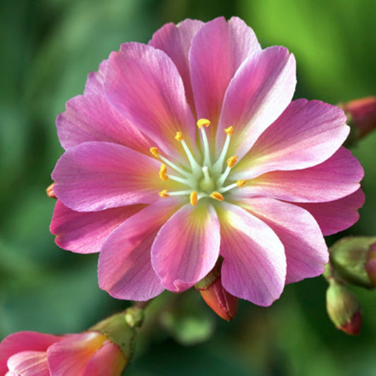 Bakker - Lewisia Hybrides Sunset Strain - Lewisa cotyledon sunset strain - Plantes d'extérieur