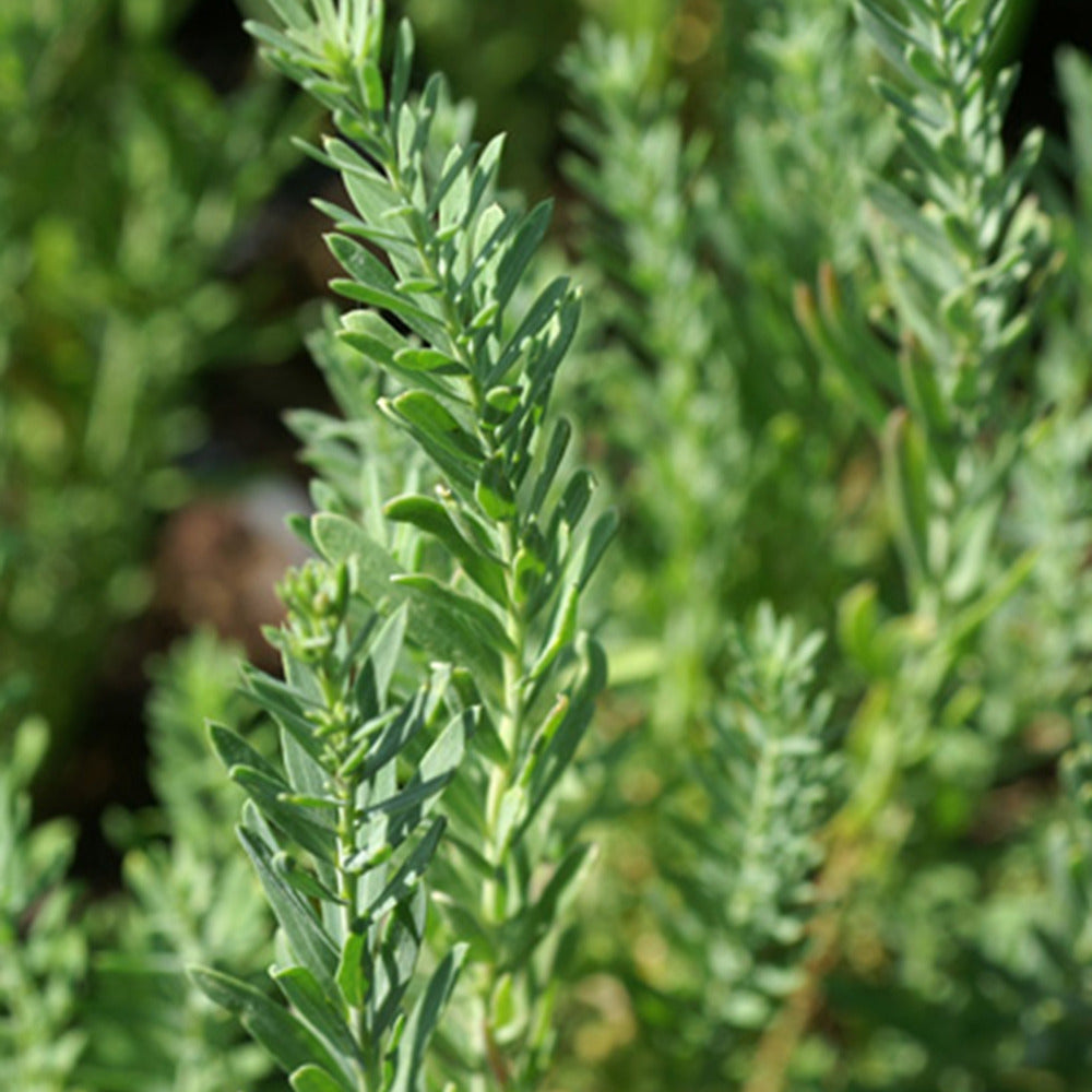 Bakker - Lin vivace Diamant - Linum perenne diamant - Plantes d'extérieur