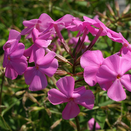 Phlox carolina Bill Baker - Bakker