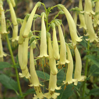 Fuschia du Cap Moonraker - Bakker