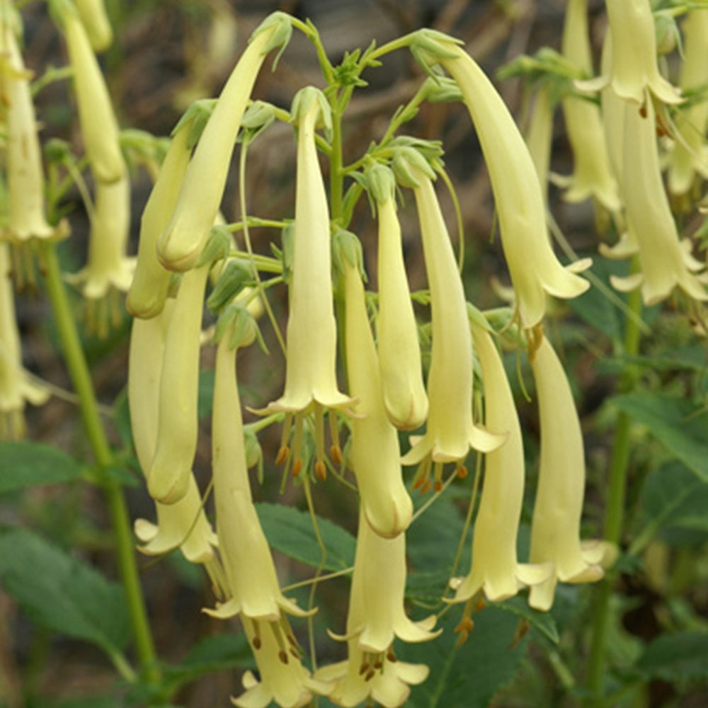 Fuschia du Cap Moonraker - Bakker