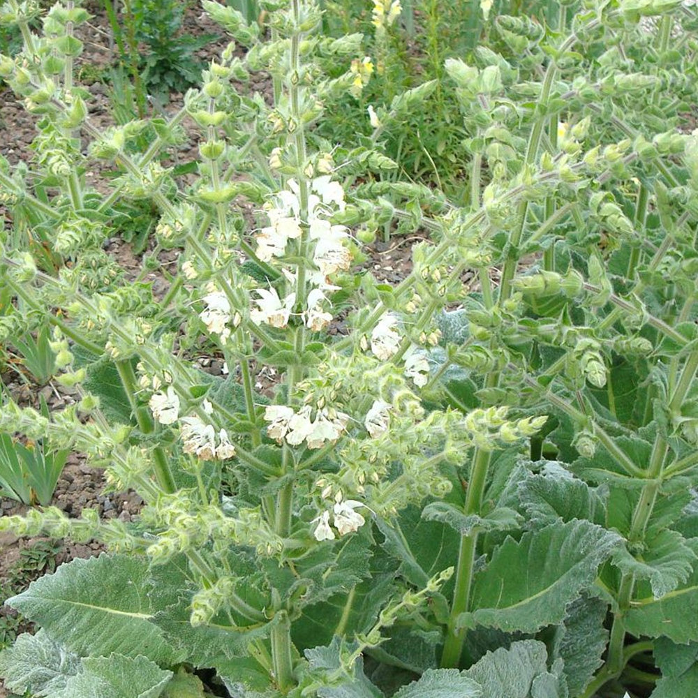 Sauge argentée - Salvia argentea - Bakker