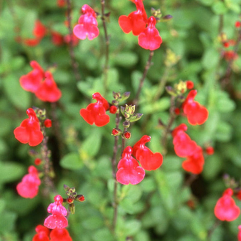 Sauges - Sauge arbustive Grahamii - Salvia microphylla (grahamii)