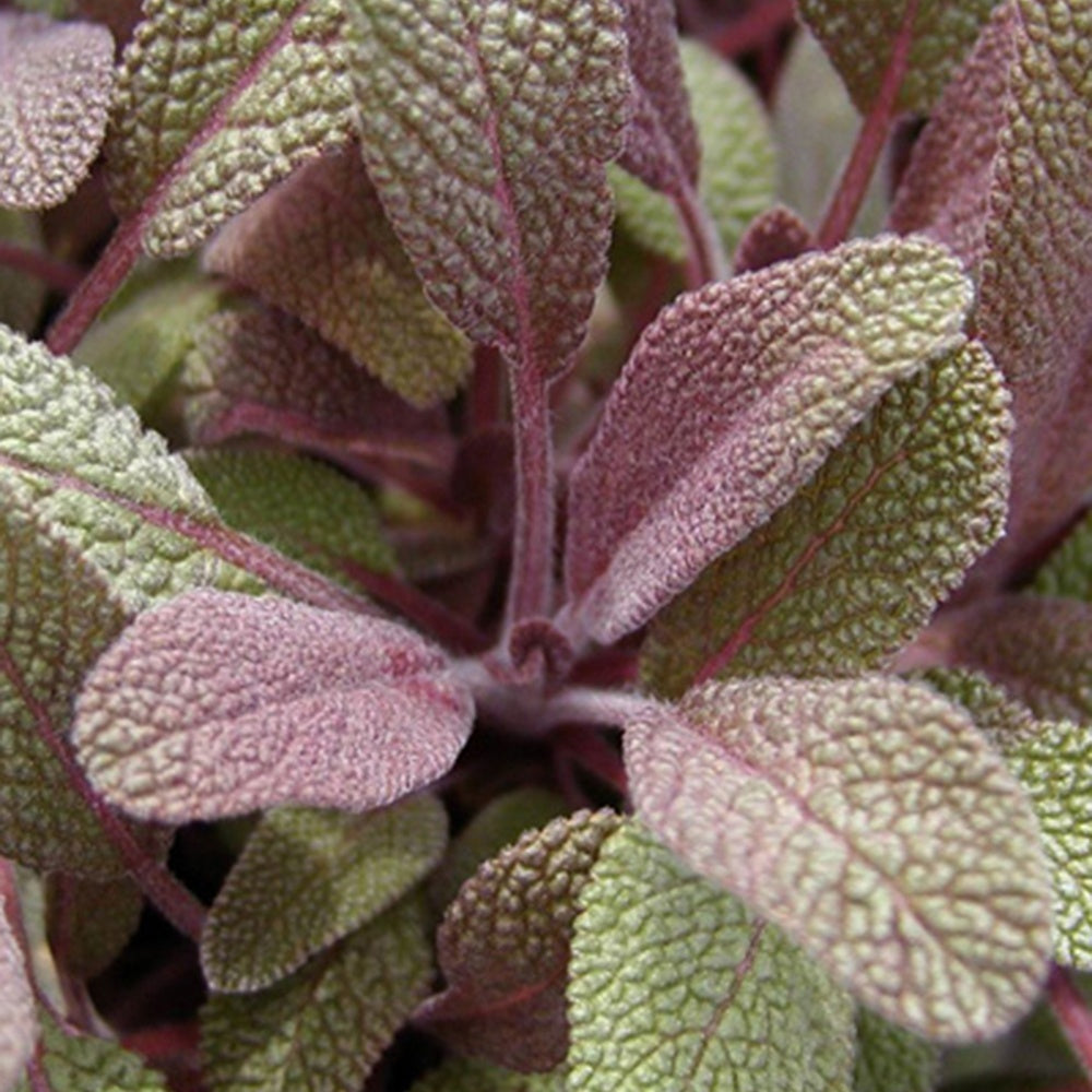 Sauges - Sauge officinale Purpurascens - Salvia officinalis purpurascens