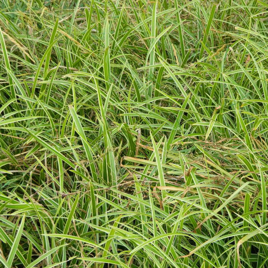 Laîche japonaise Ice Dance - Carex - Bakker