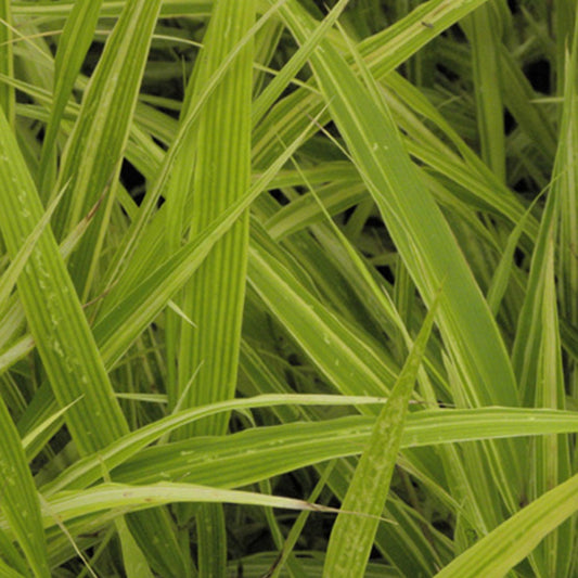 Herbe du Japon Albovariegata - Bakker