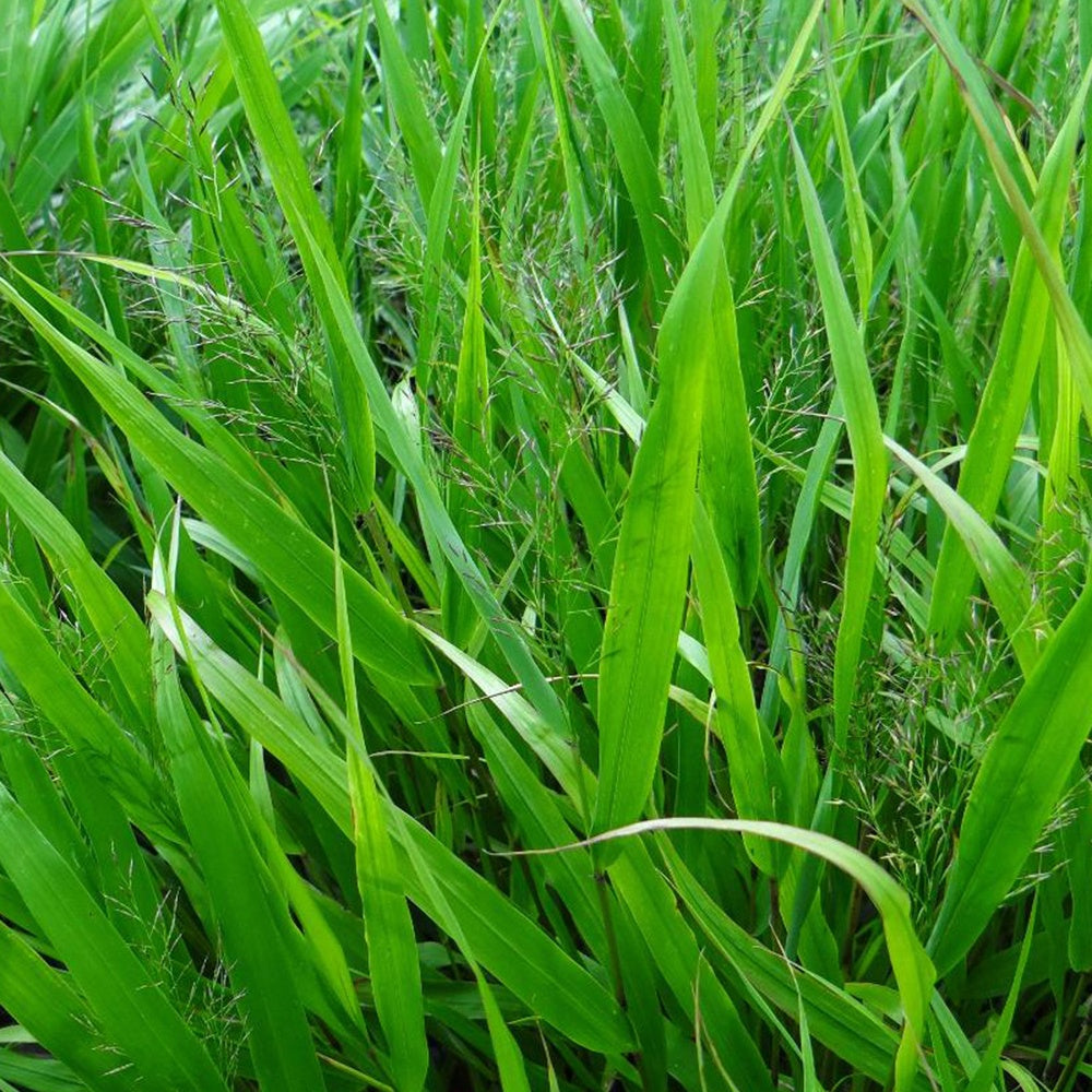 Vente Herbe du Japon - Hakonechloa macra