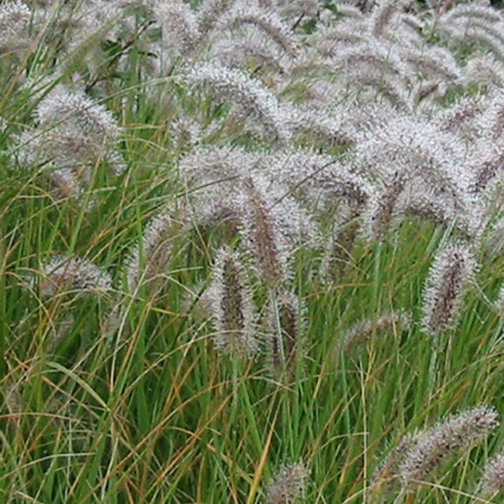 Pennisetum alopecuroides (compressum) - Herbe aux écouvillons - Pennisetum - Pennisetum