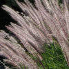 Herbe aux écouvillons Karley Rose ® - Pennisetum - Bakker