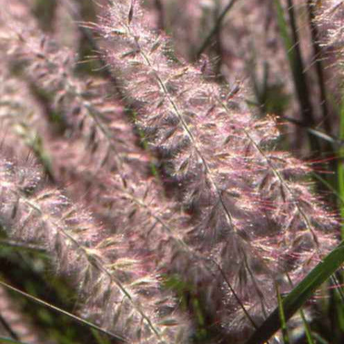 Pennisetum - Herbe aux écouvillons d'Orient - Pennisetum - Pennisetum orientale