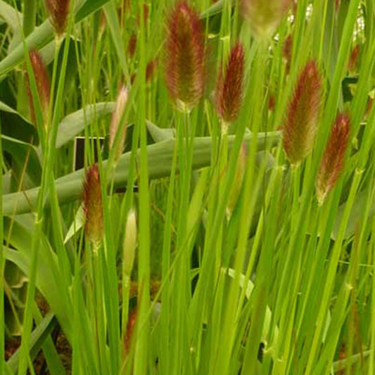 Herbe aux écouvillons Red Buttons - Pennisetum - Bakker