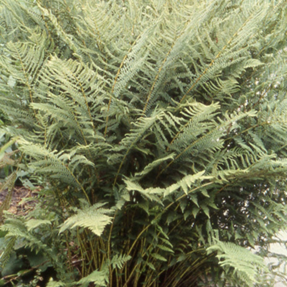 Athyrium filix-femina - Fougère femelle - Fougères