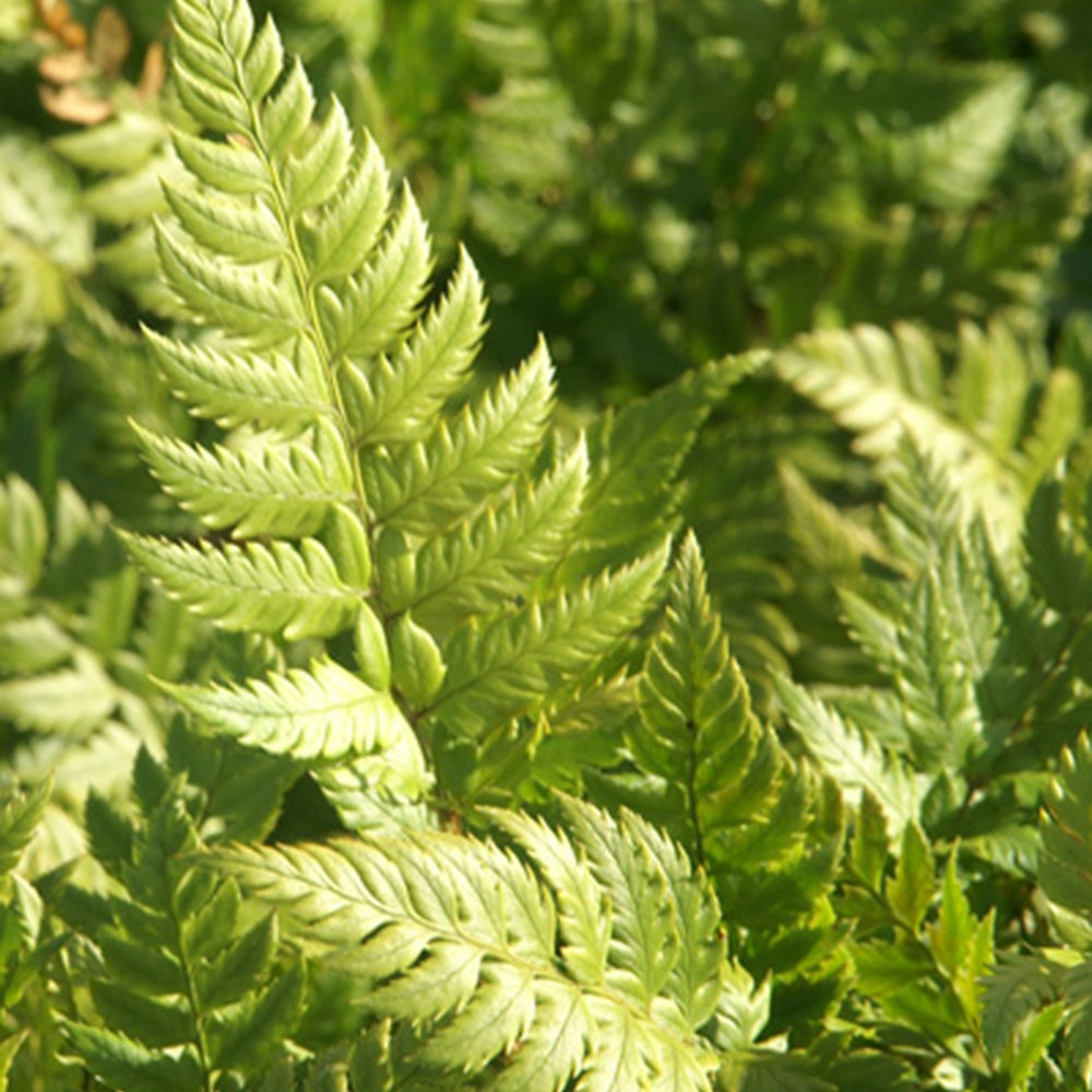 Aspidie rigens - Fougère - Polystichum rigens - Bakker