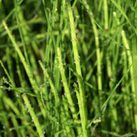 Bakker - Prêle des bourbiers - Equisetum fluviatile - Plantes de bassin