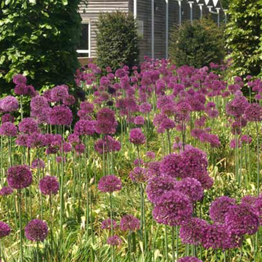 Bakker - Ail géant de l'Himalaya - Allium giganteum - Arbustes et vivaces