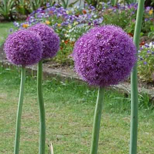 Ail géant de l'Himalaya - Bakker