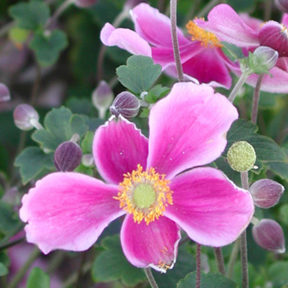 Anemone hupehensis - Anémone du Japon