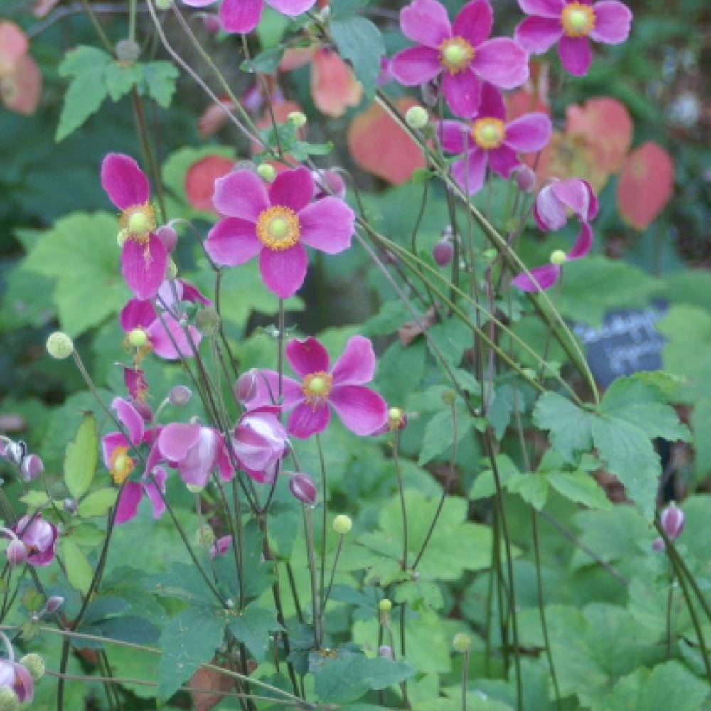 Anémone d'automne Splendens - Bakker.com | France