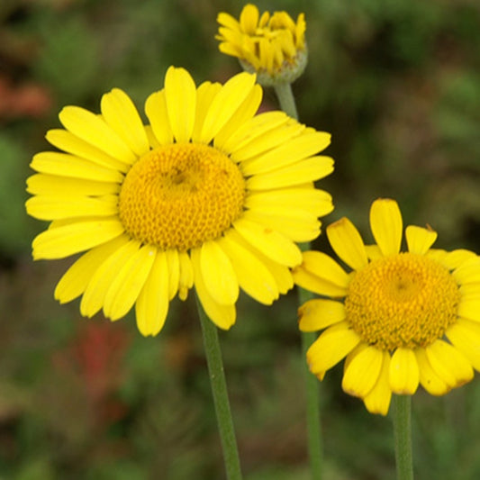 Anthemis tinctoria Kelwayi - Bakker