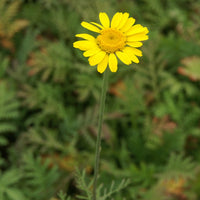 Anthemis tinctoria kelwayi - Anthemis tinctoria Kelwayi - Plantes vivaces