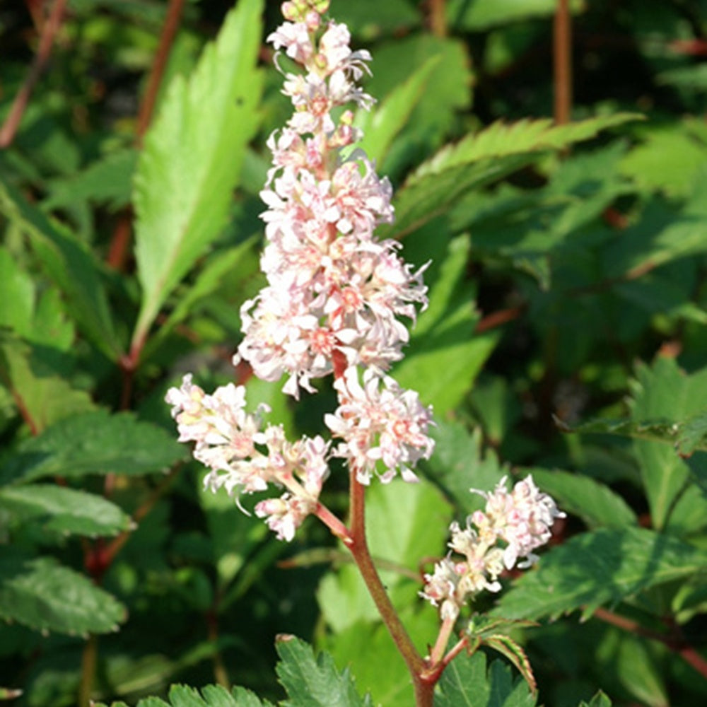 Bakker - Astilbe japonica Peach Blossom - Astilbe peach blossom ( japonica group ) - Arbustes et vivaces