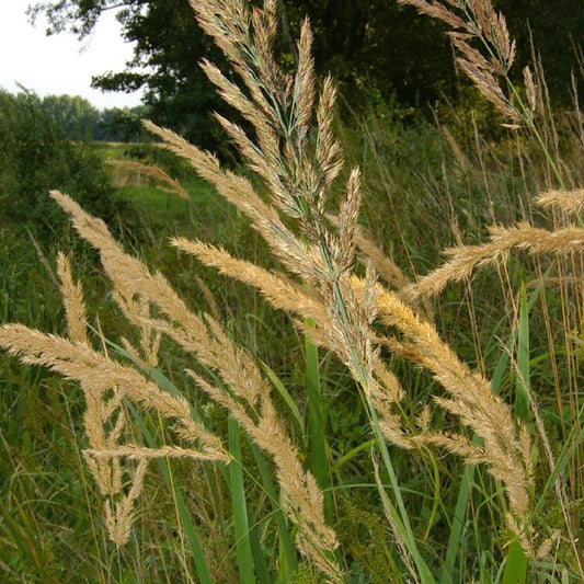 Roseau des bois - Bakker