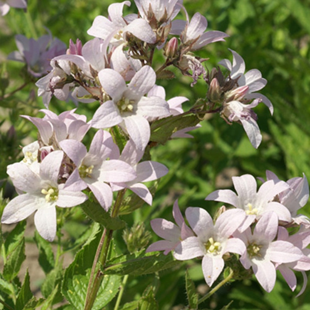 Campanule laiteuse Loddon Anna - Campanula lactiflora loddon anna - Bakker