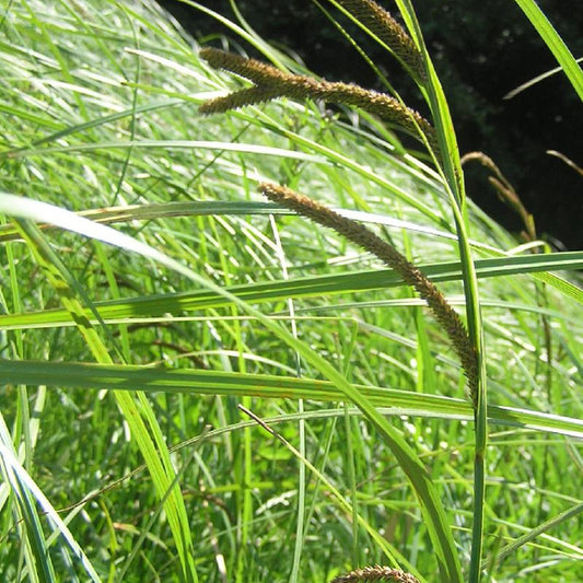 Bakker - Laîche des marais - Carex - Carex acutiformis - Arbustes et vivaces