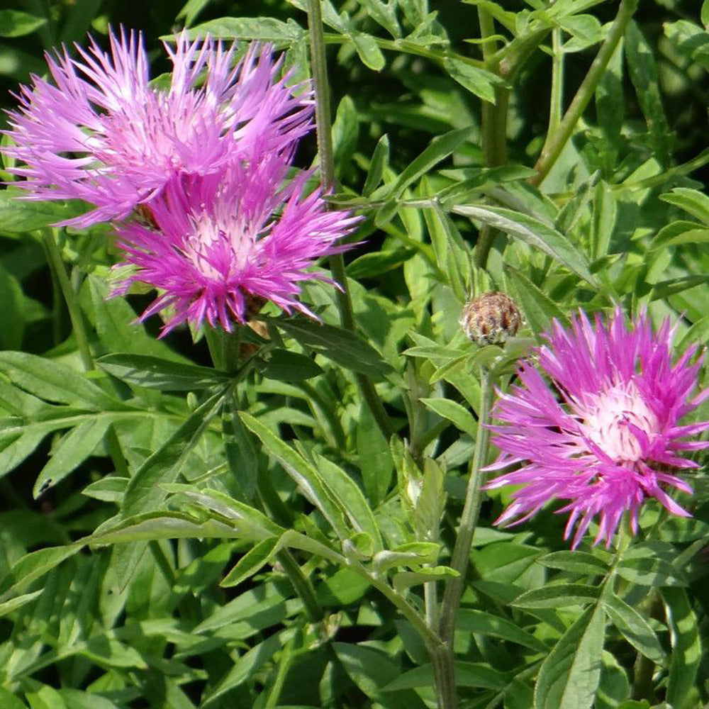 Bakker - Centaurée de Perse - Centaurea dealbata - Arbustes et vivaces