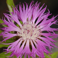 Centaurée de Perse - Centaurea dealbata - Bakker