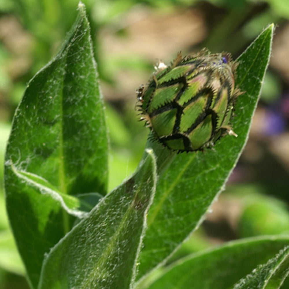 Centaurée - Centaurée des montagnes - Centaurea montana