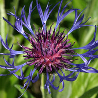 Bakker - Centaurée des montagnes - Centaurea montana - Plantes vivaces