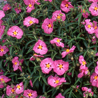 Bakker - Ciste pourpre - Cistus purpureus - Plantes d'extérieur