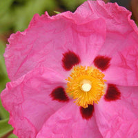 Ciste pourpre - Cistus purpureus - Bakker