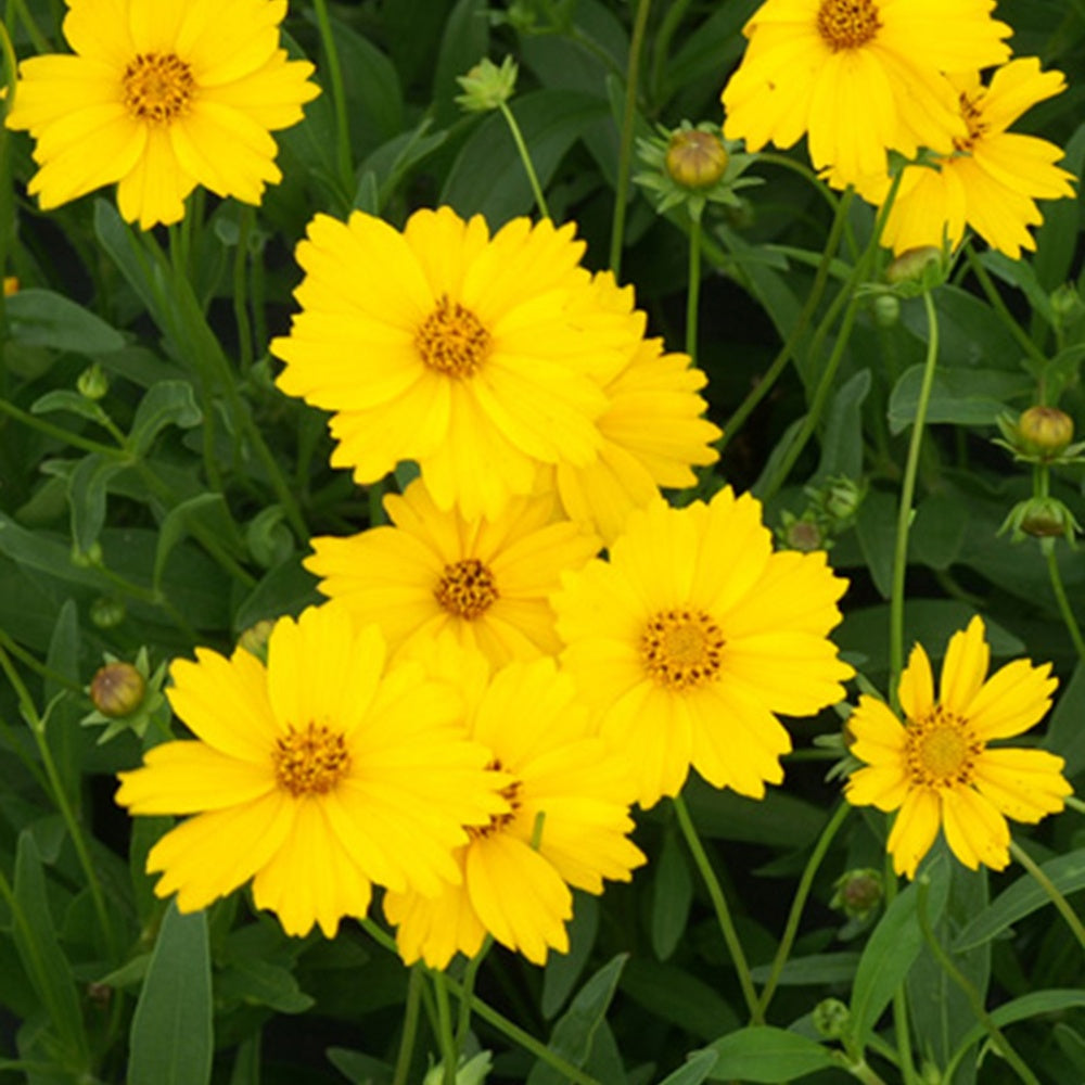 Bakker - Coreopsis grandiflora Etoile d'Or - Coreopsis grandiflora etoile dor - Arbustes et vivaces