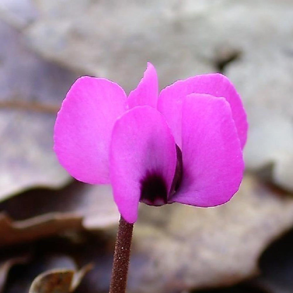 Bakker - Cyclamen coum Rose - Cyclamen coum - Plantes d'extérieur