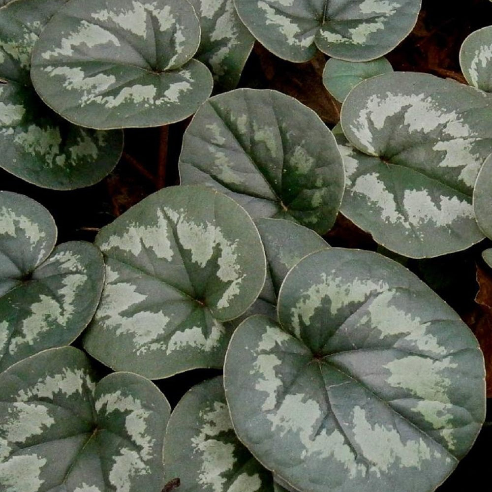 Plantes vivaces - Cyclamen coum Rose - Cyclamen coum