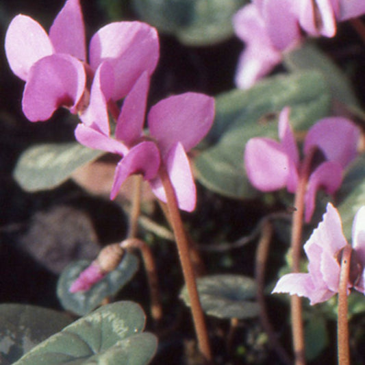 Cyclamen coum Rose - Bakker