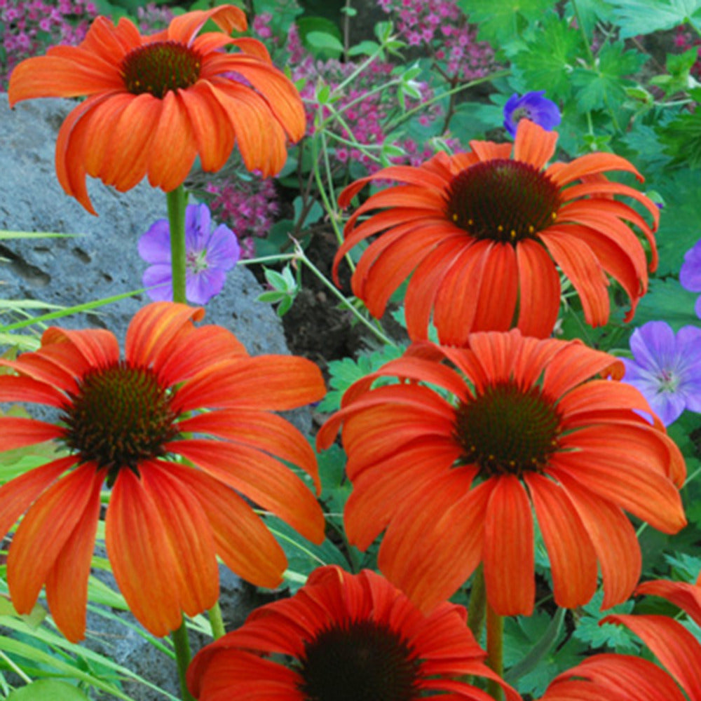 Bakker - Rudbeckia  Tangerine Dream ® - Echinacea - Echinacea purpurea tangerine dream ® - Arbustes et vivaces