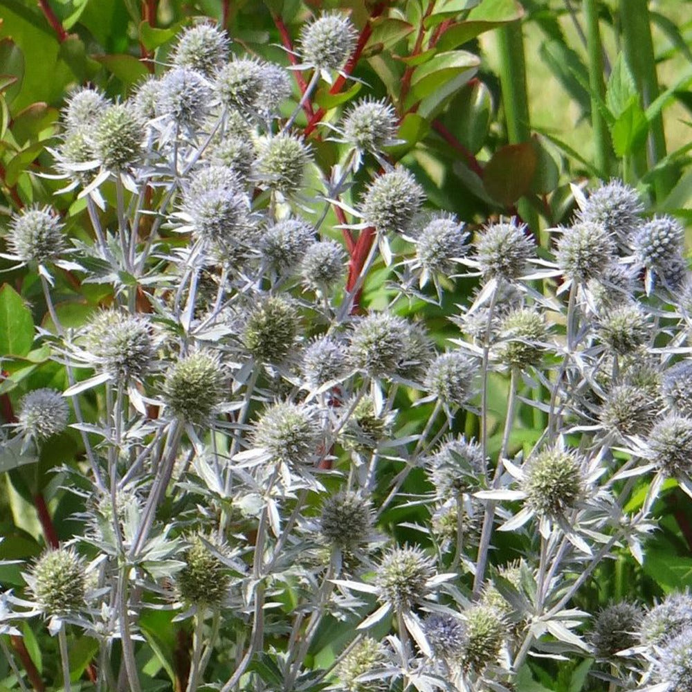Panicaut - Chardon bleu - Eryngium planum