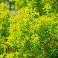 Bakker - Euphorbe de Sicile - Euphorbia ceratocarpa - Plantes d'extérieur