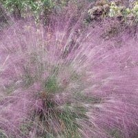 Eragrostis spectabilis - Herbe d'amour - Graminées