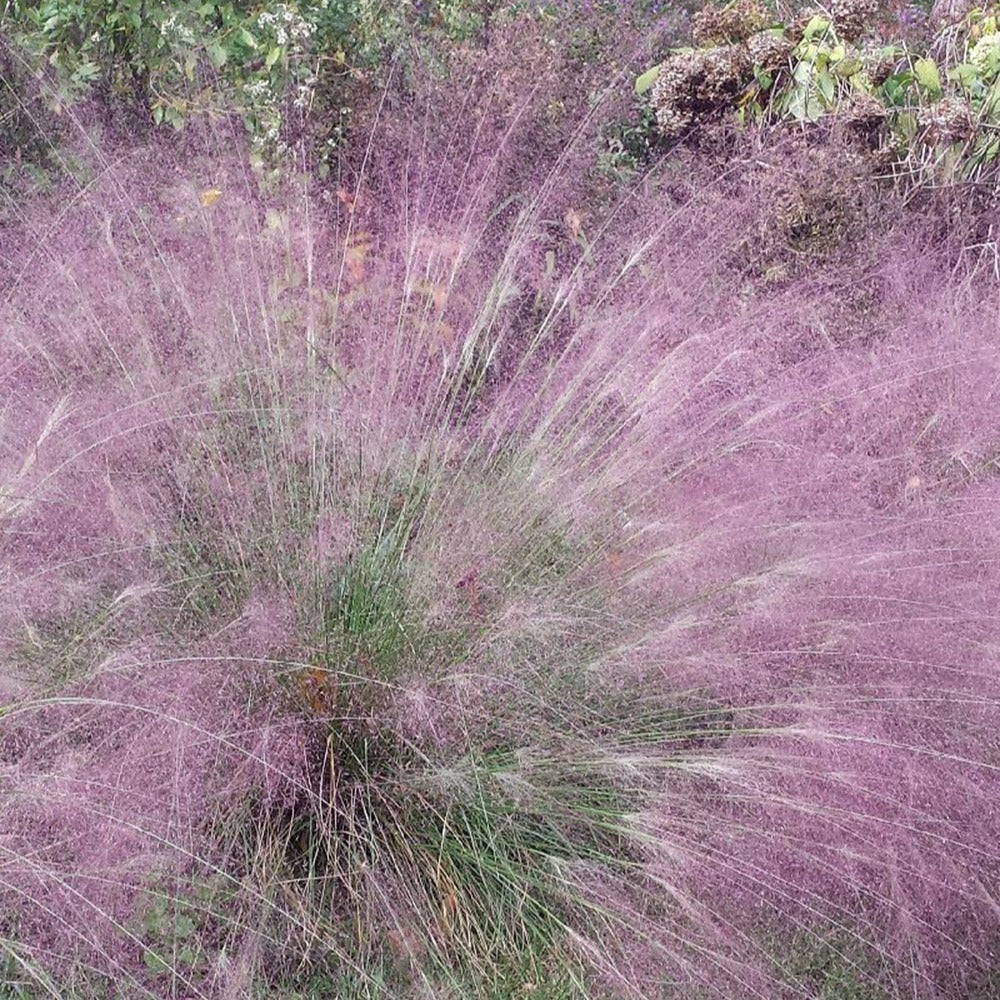 Eragrostis spectabilis - Herbe d'amour - Graminées